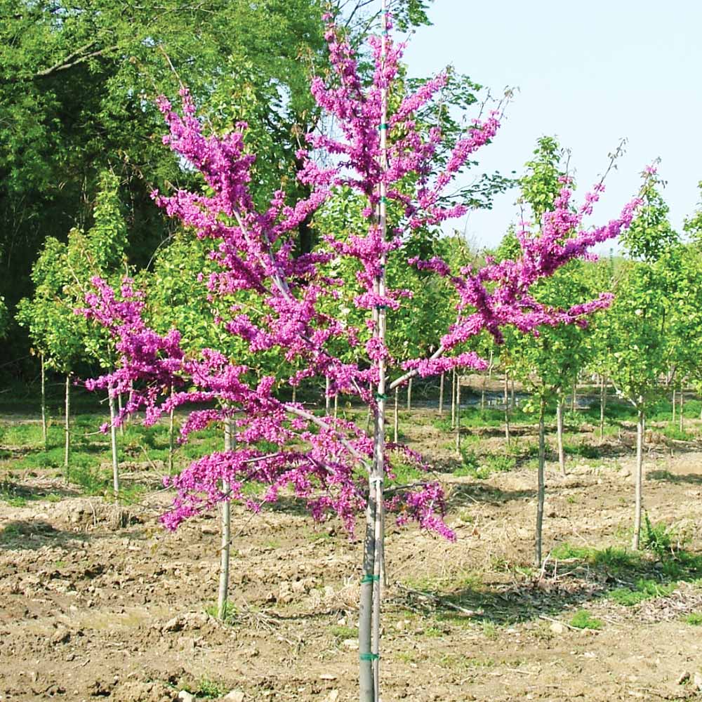 Luscious Lavender™ Redbud Tree - Image 3