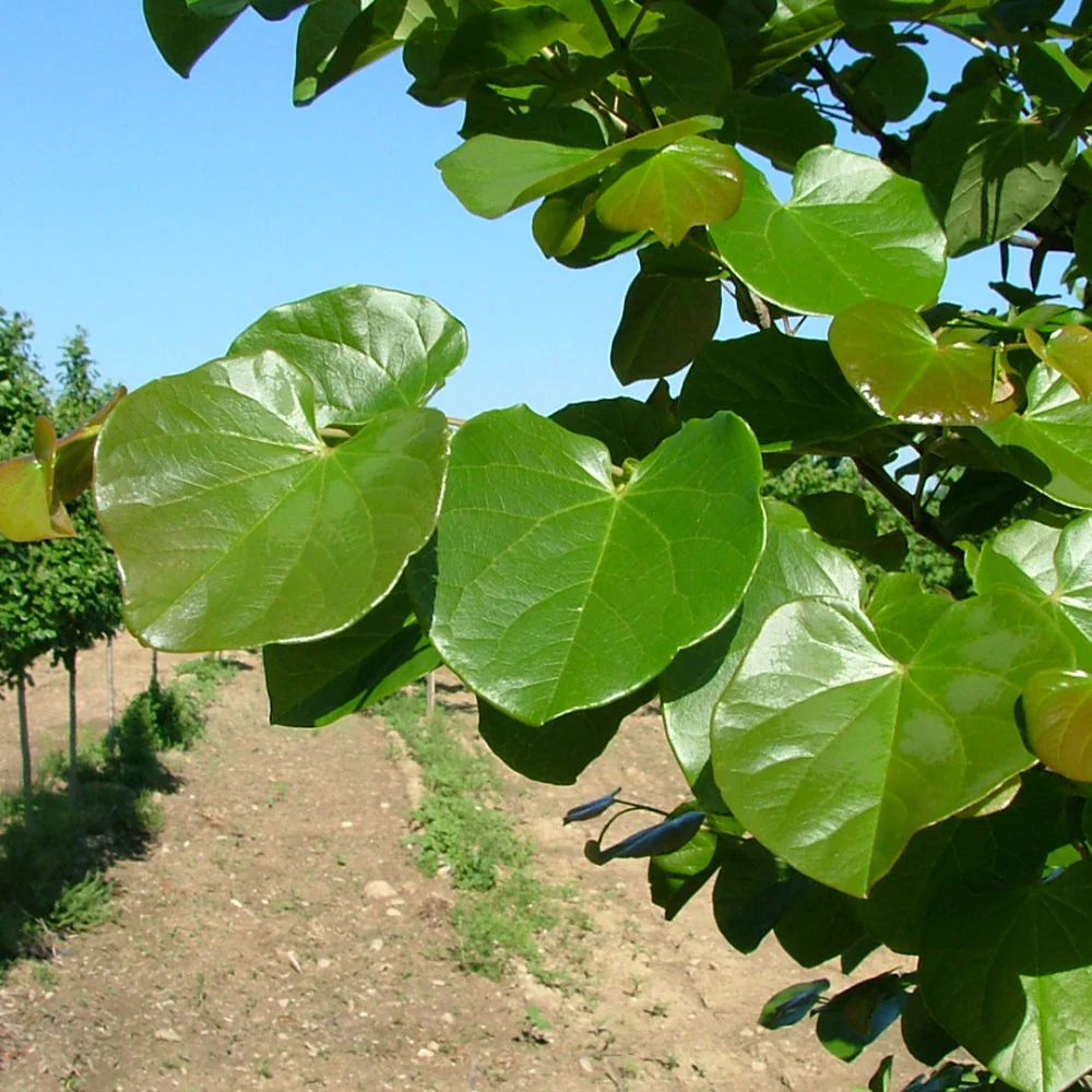 Luscious Lavender™ Redbud Tree - Image 4
