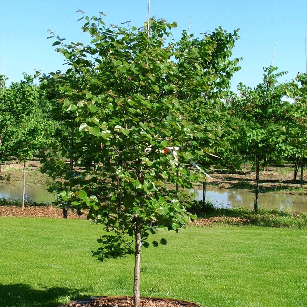 Luscious Lavender™ Redbud Tree - Image 5