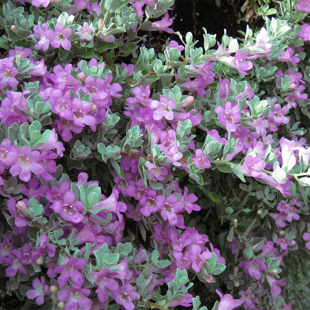 Lynn's Legacy Texas Sage Shrub - Image 2