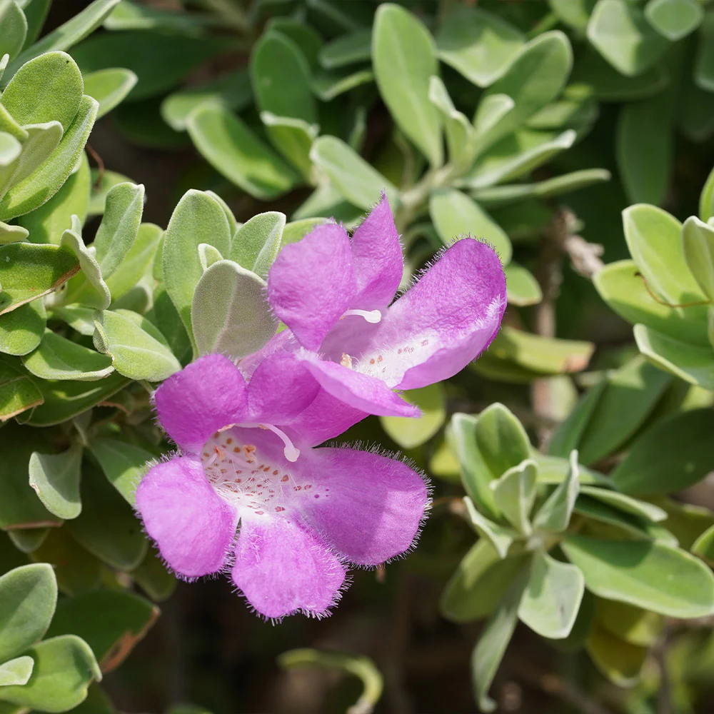 Lynn's Legacy Texas Sage Shrub - Image 3