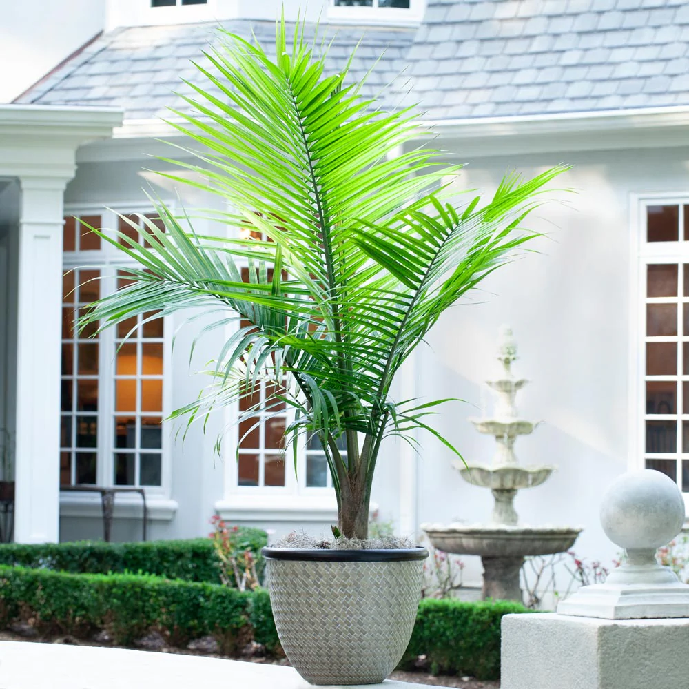 Majesty Palm Tree - Image 2