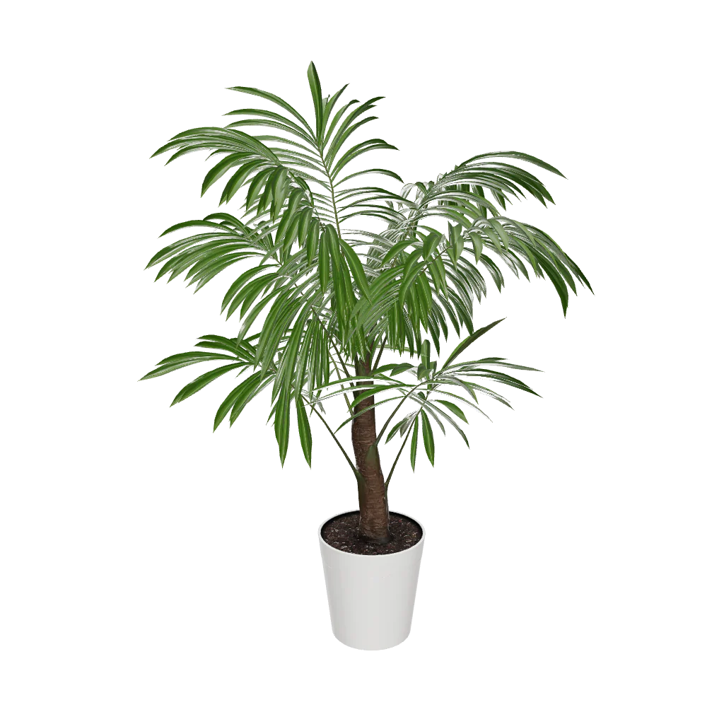 Majesty Palm Tree - Image 3