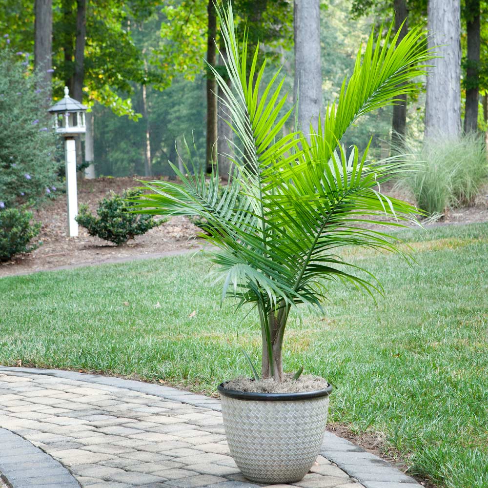 Majesty Palm Tree - Image 4