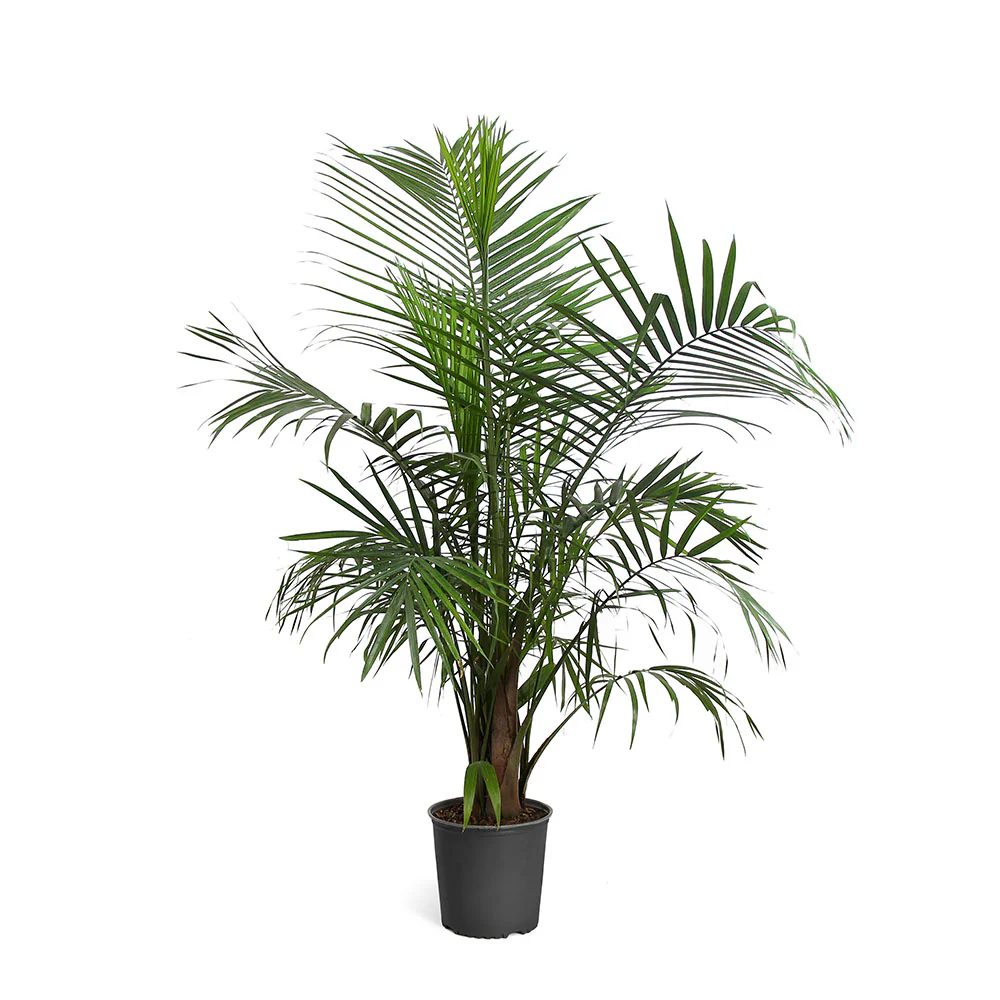 Majesty Palm Tree - Image 5