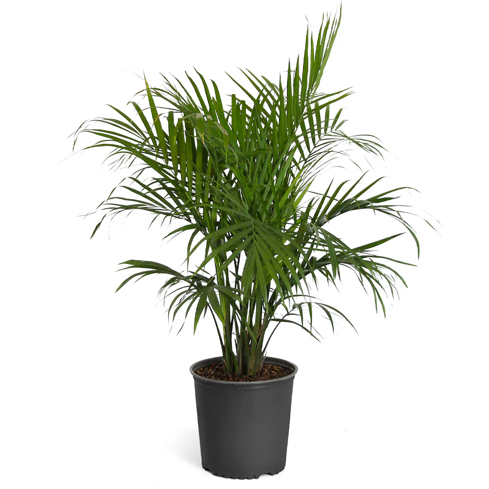 Majesty Palm Tree - Image 6