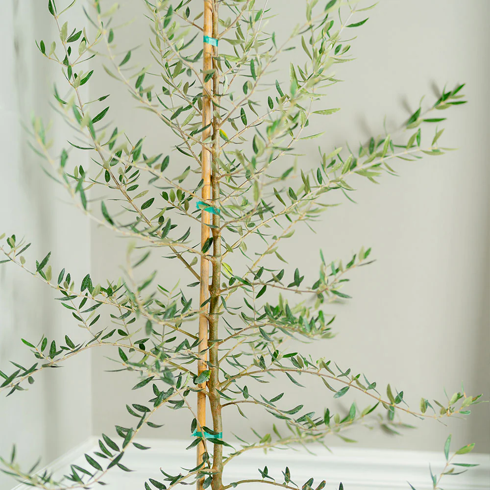 Manzanillo Olive Tree - Image 3