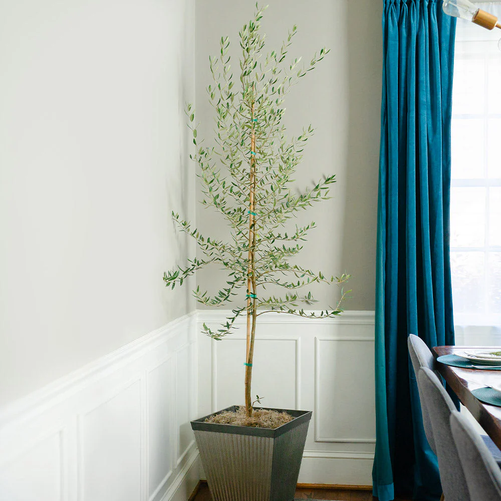 Manzanillo Olive Tree - Image 2