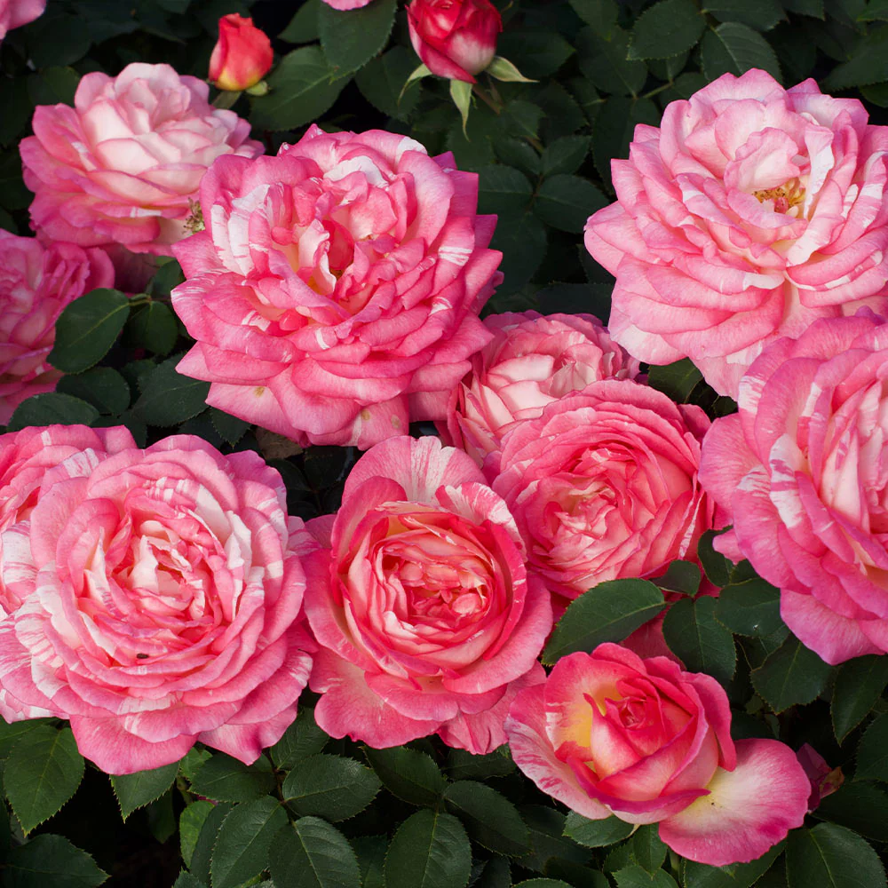 Marc Chagall Rose Tree - Image 3