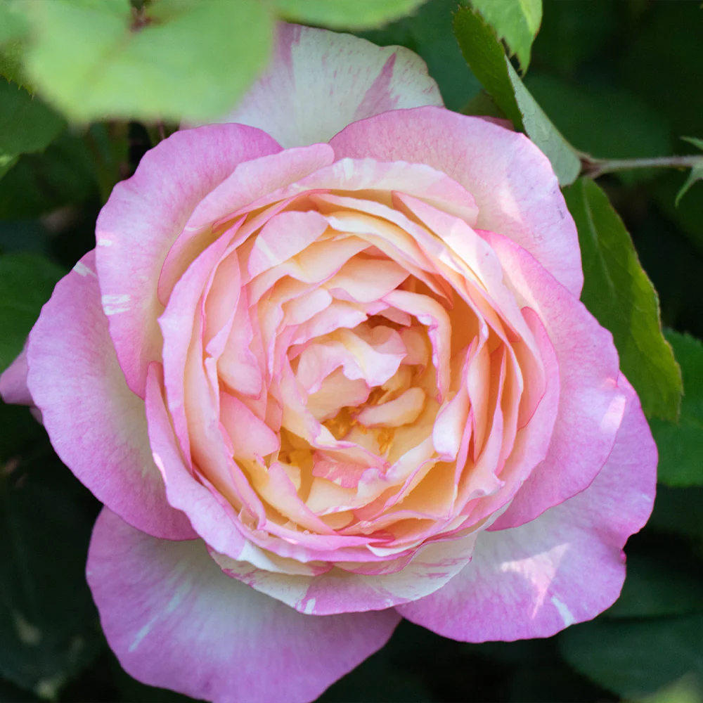 Marc Chagall Rose Tree - Image 4