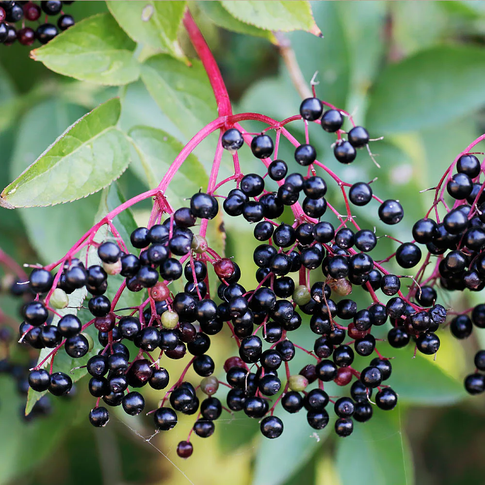 Marge Elderberry Bush - Image 3