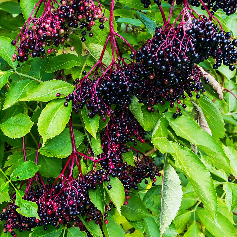 Marge Elderberry Bush - Image 4