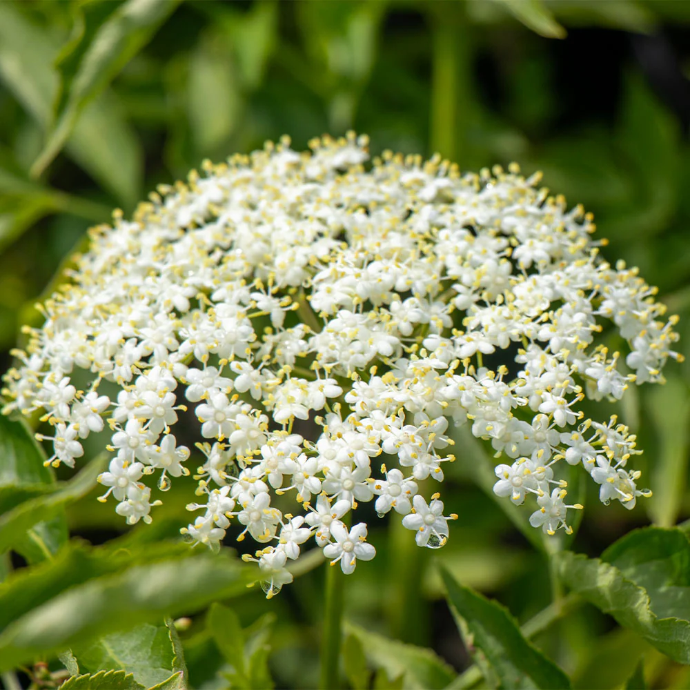 Marge Elderberry Bush - Image 5