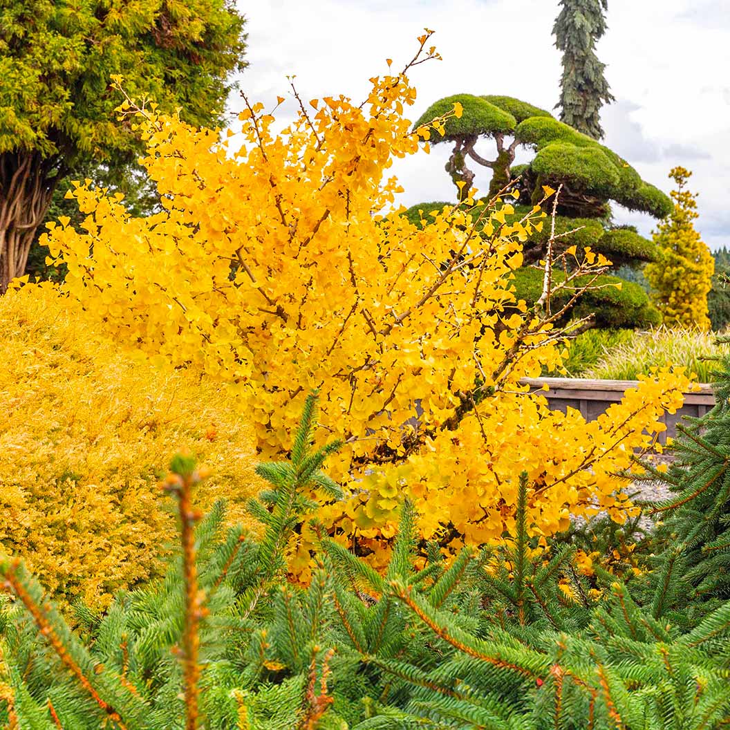 Mariken Maidenhair Tree - Image 2