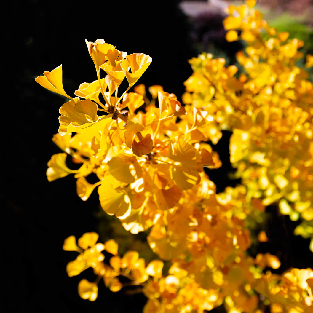 Mariken Maidenhair Tree - Image 3