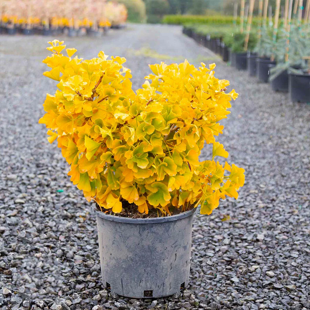 Mariken Maidenhair Tree - Image 4