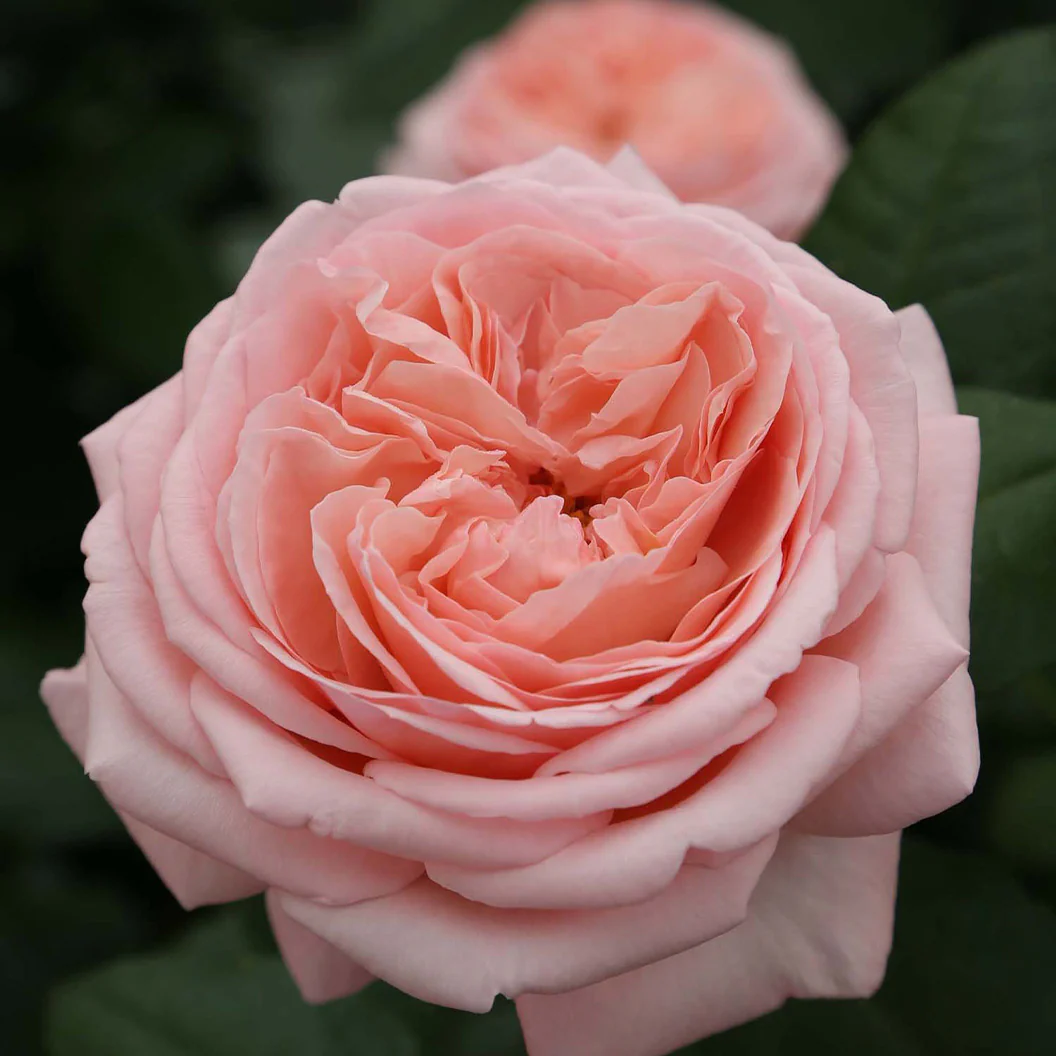Martha Stewartâ„¢ Hybrid Tea Rose