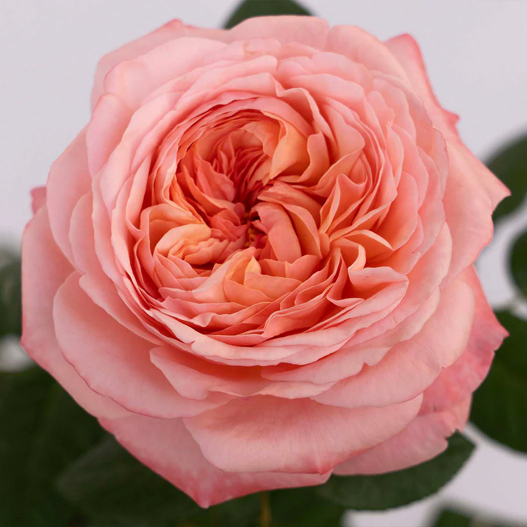 Martha Stewartâ„¢ Hybrid Tea Rose - Image 3