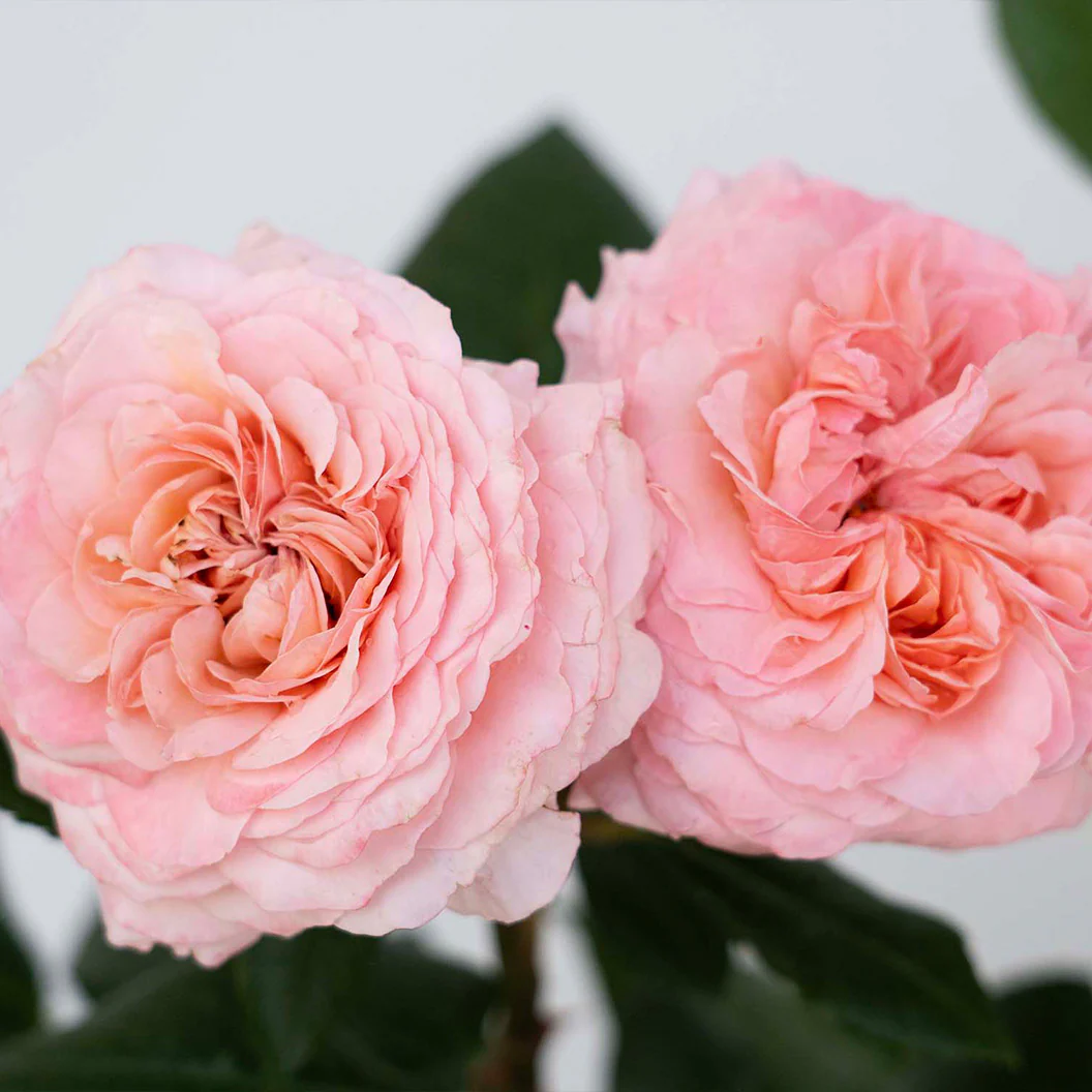 Martha Stewartâ„¢ Hybrid Tea Rose - Image 4