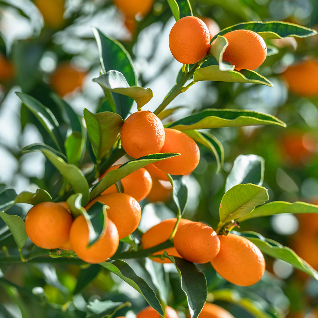Marumi Kumquat Tree - Image 2
