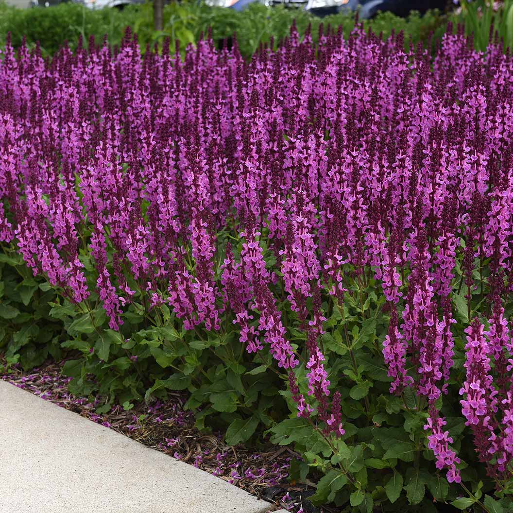 Better Versions® Marvel Rose Salvia Plant - Image 2