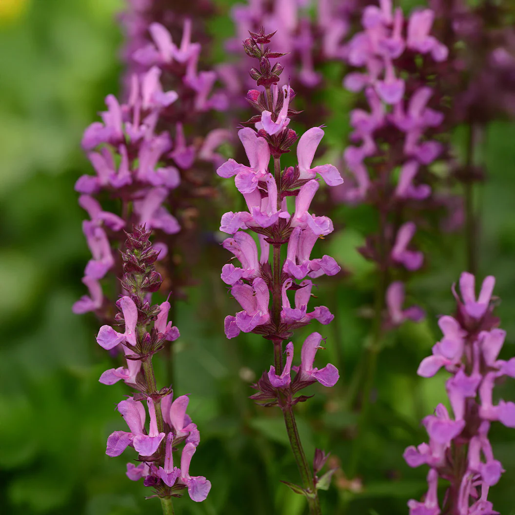 Better Versions® Marvel Rose Salvia Plant - Image 3