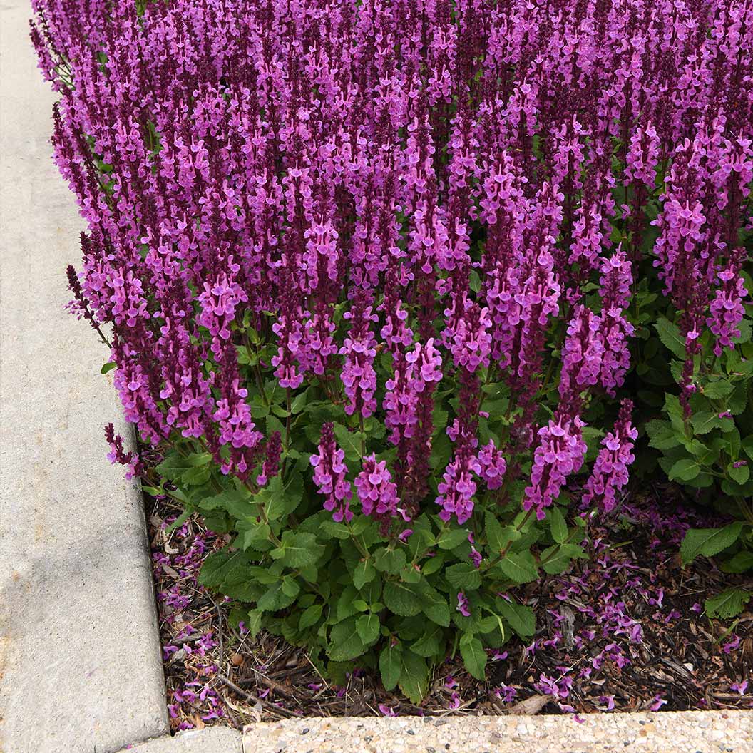 Better Versions® Marvel Rose Salvia Plant - Image 4