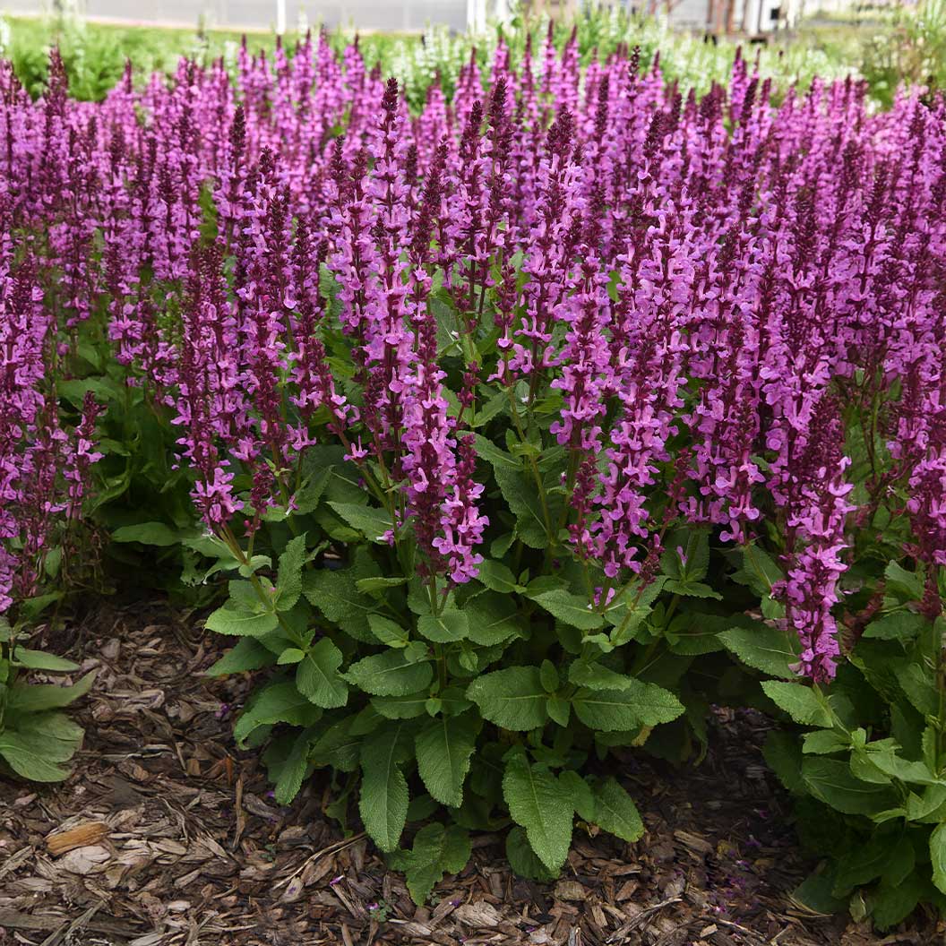 Better Versions® Marvel Rose Salvia Plant - Image 5