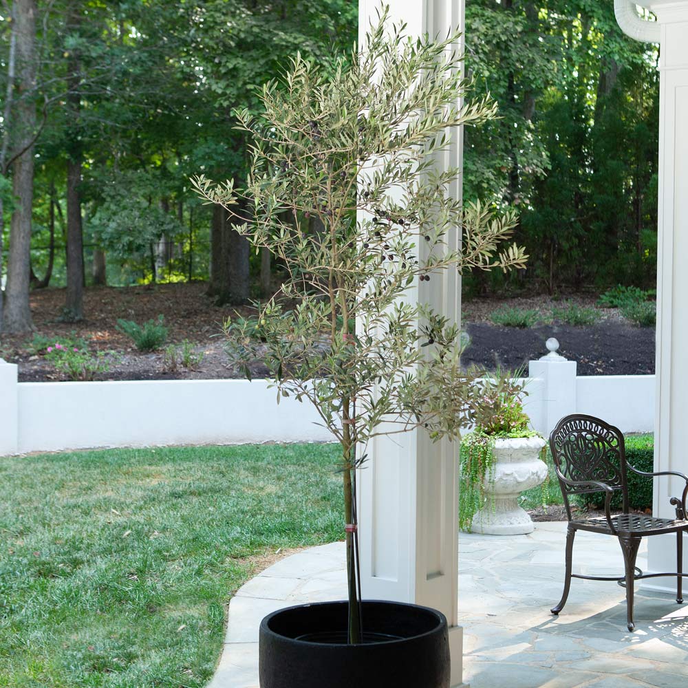 Maurino Olive Tree - Image 2