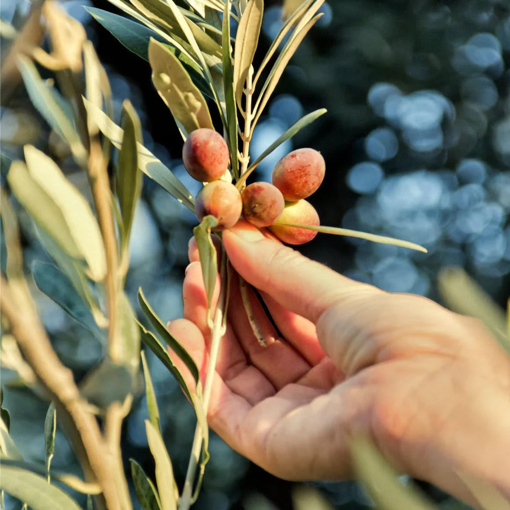Maurino Olive Tree - Image 3