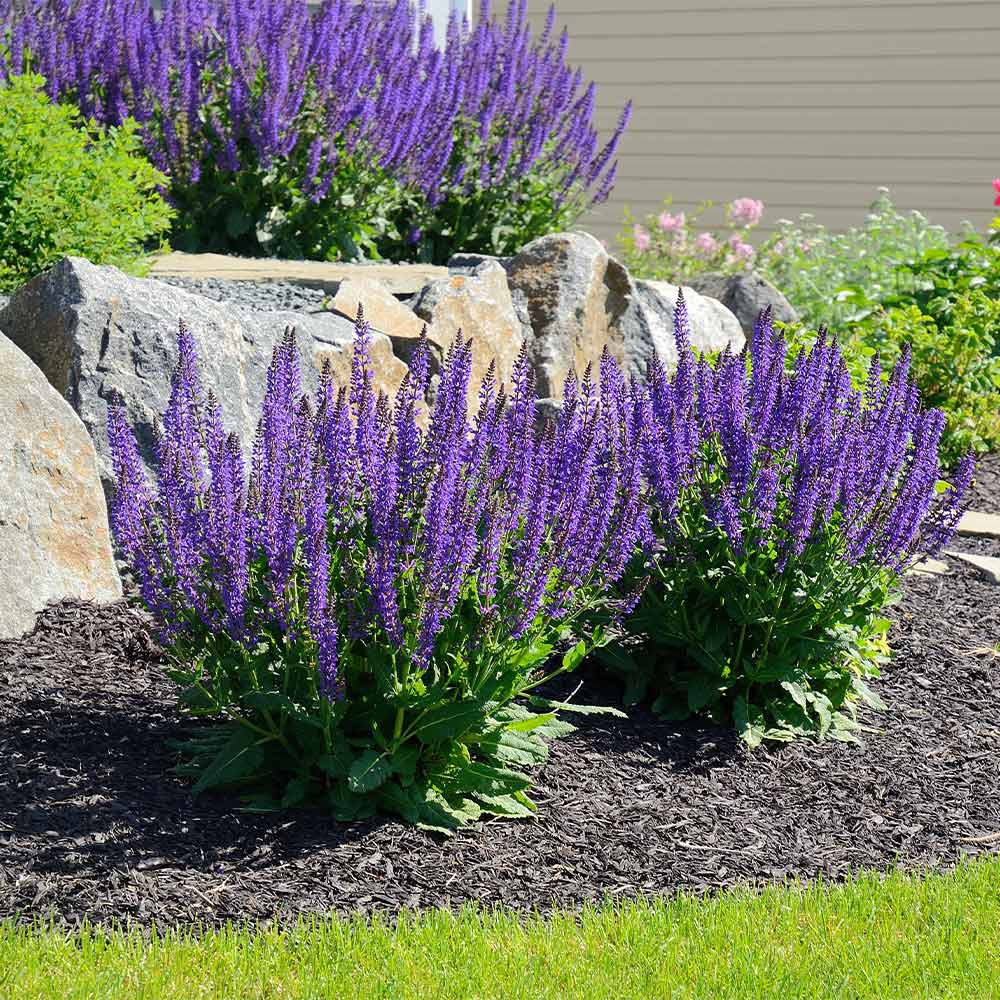 May Night Salvia - Image 2