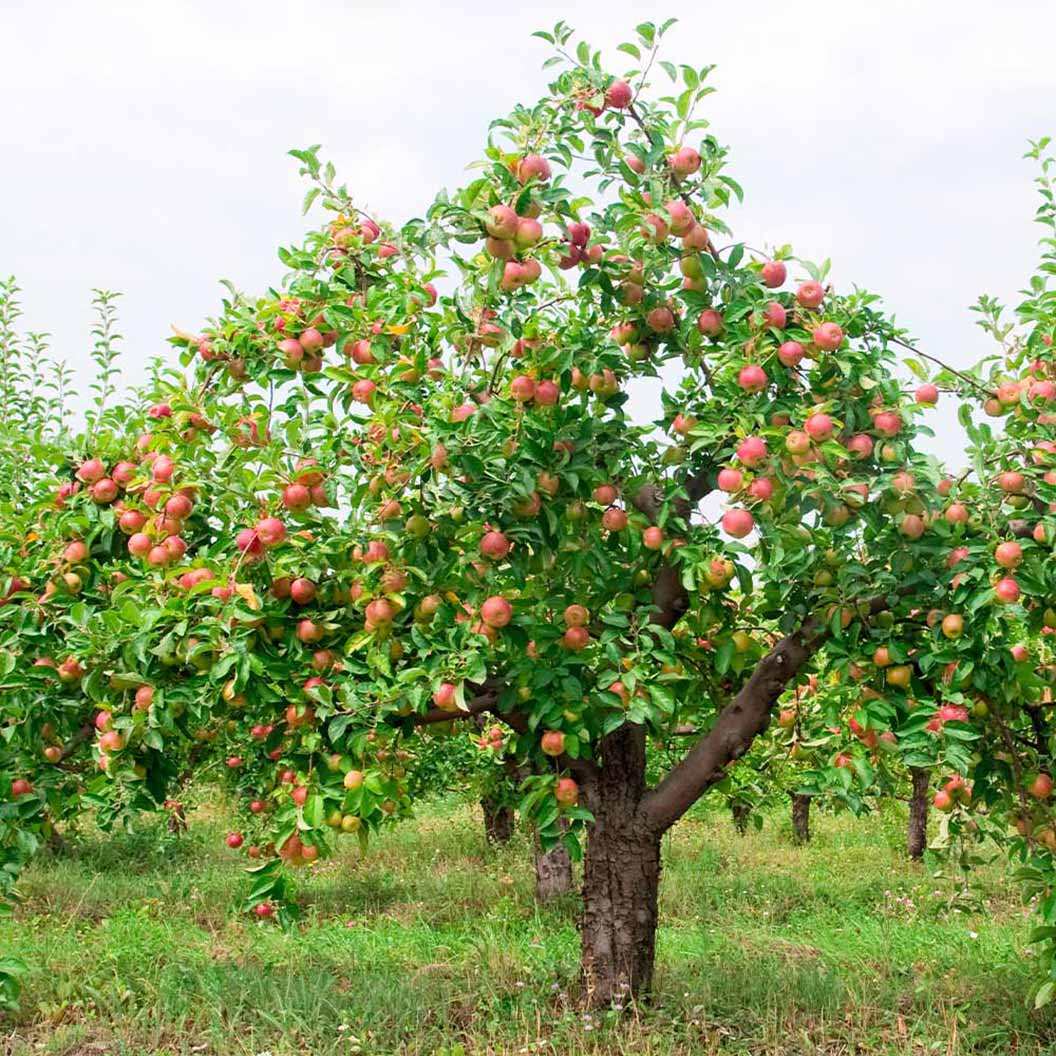 McIntosh Apple Tree - Image 3