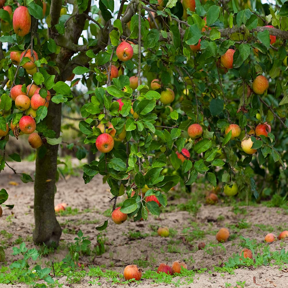 McIntosh Apple Tree - Image 4