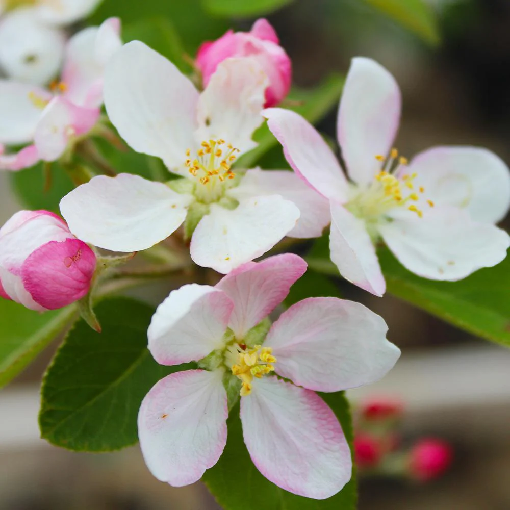 McIntosh Apple Tree - Image 6