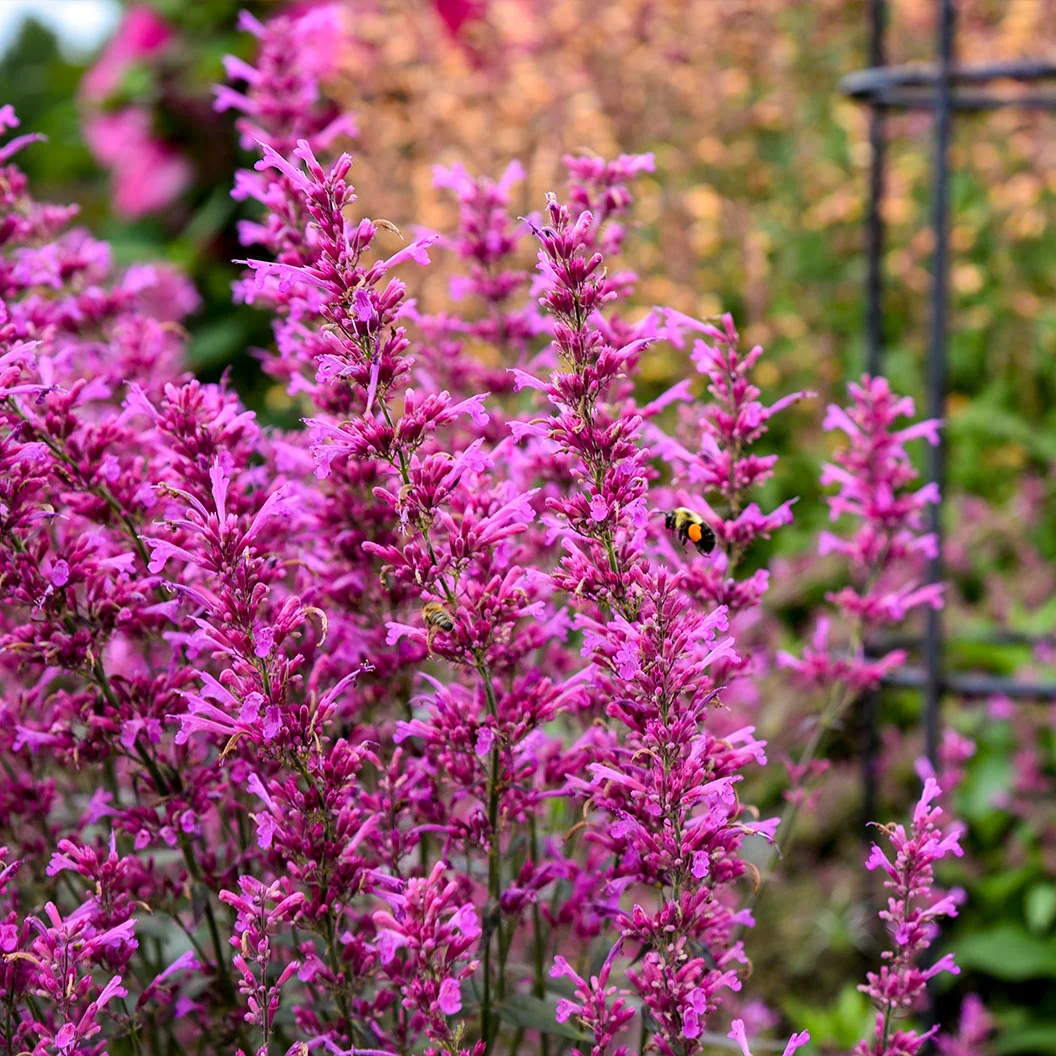 Meant to BeeĀ® Royal Raspberry Agastache Plant - Image 2