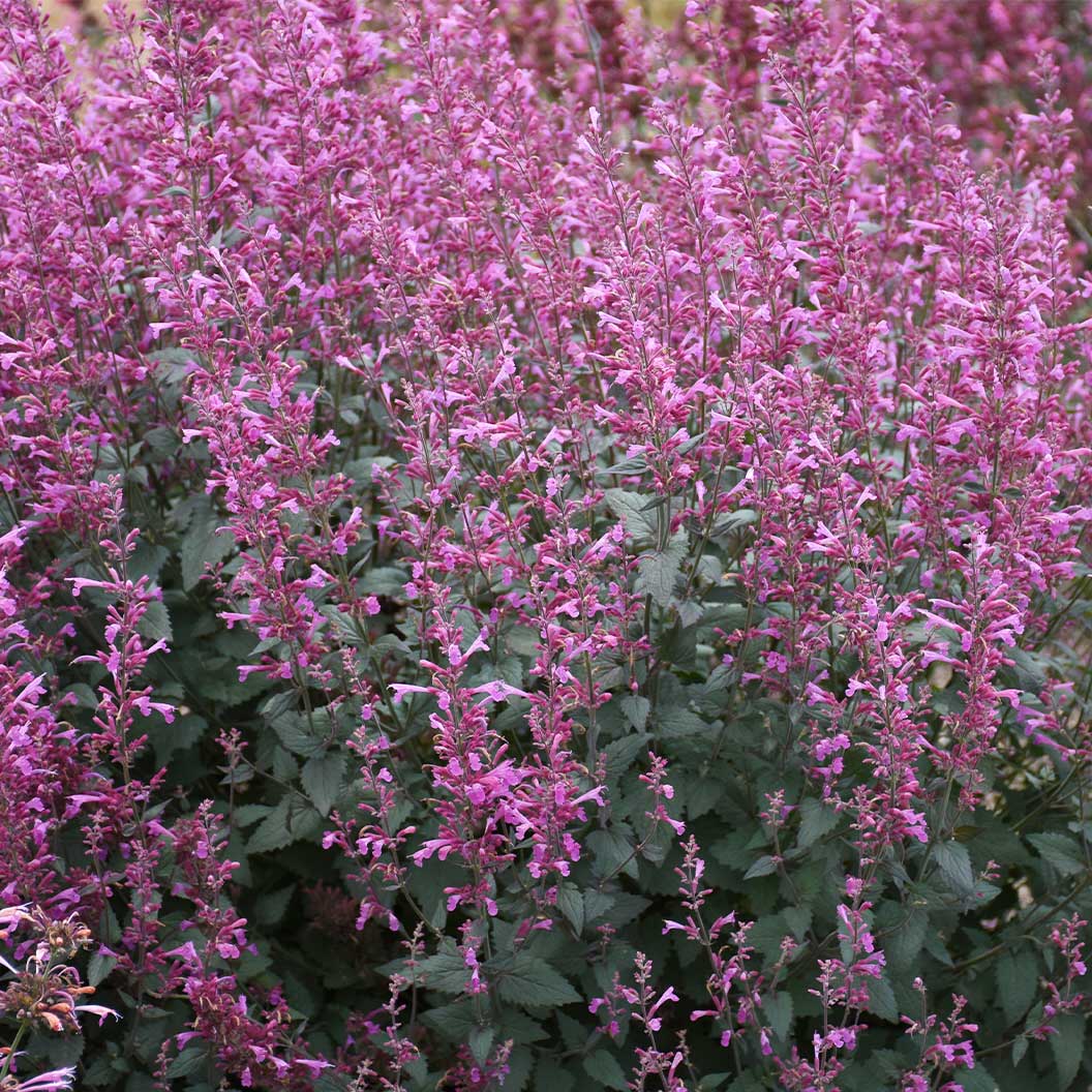 Meant to BeeĀ® Royal Raspberry Agastache Plant - Image 3