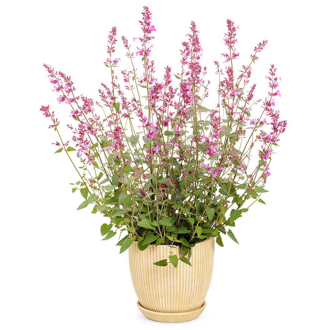 Meant to BeeĀ® Royal Raspberry Agastache Plant - Image 4