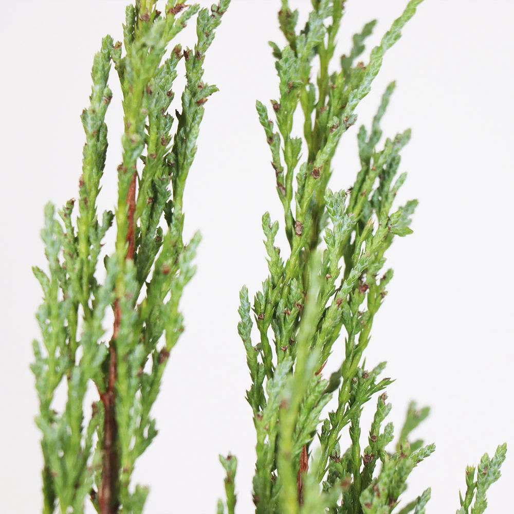 Medora Juniper - Image 3