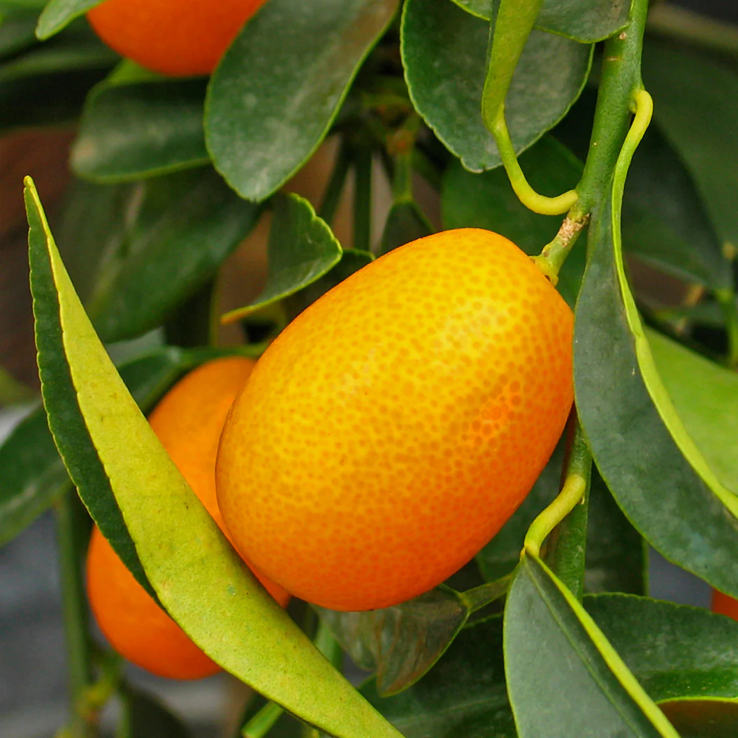 Meiwa Sweet Kumquat Tree - Image 3