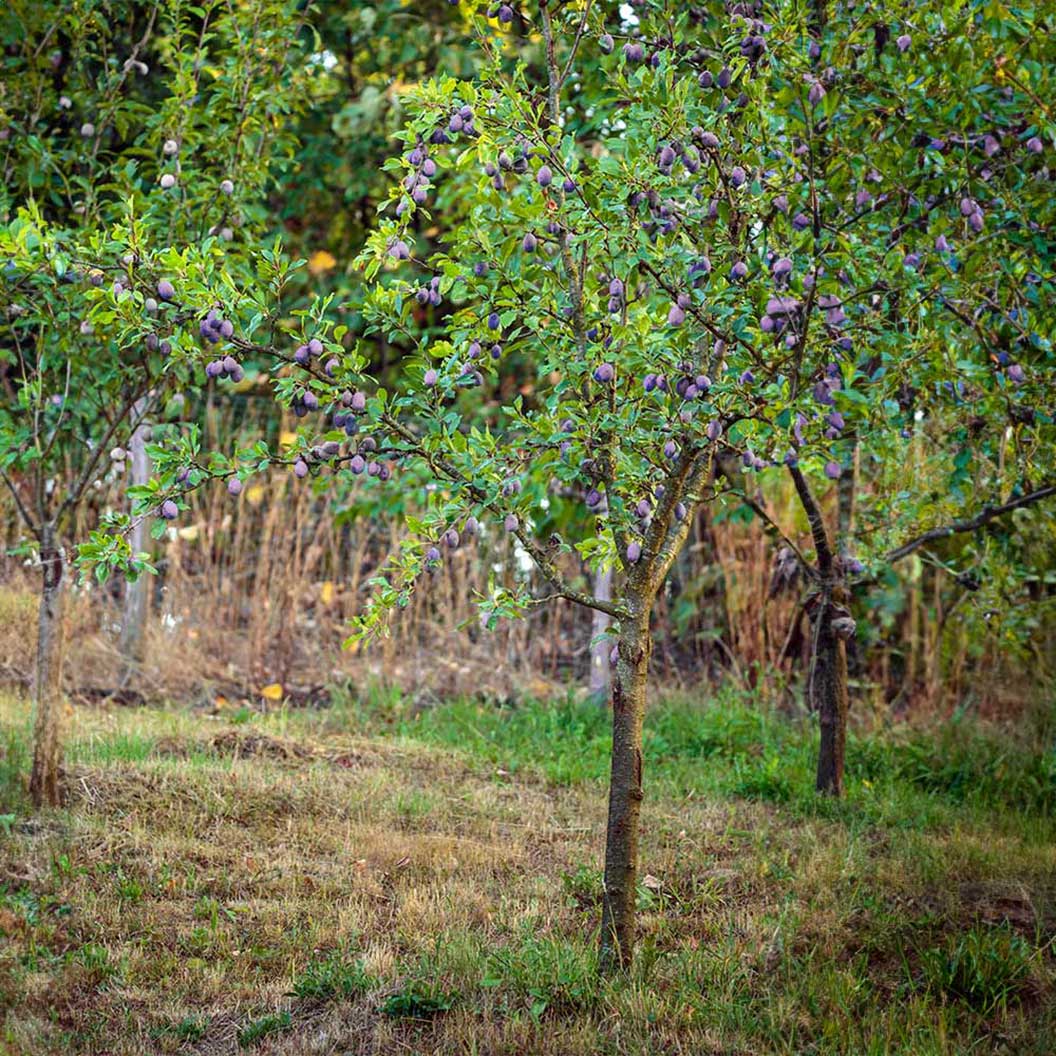 Methley Plum Tree - Image 3