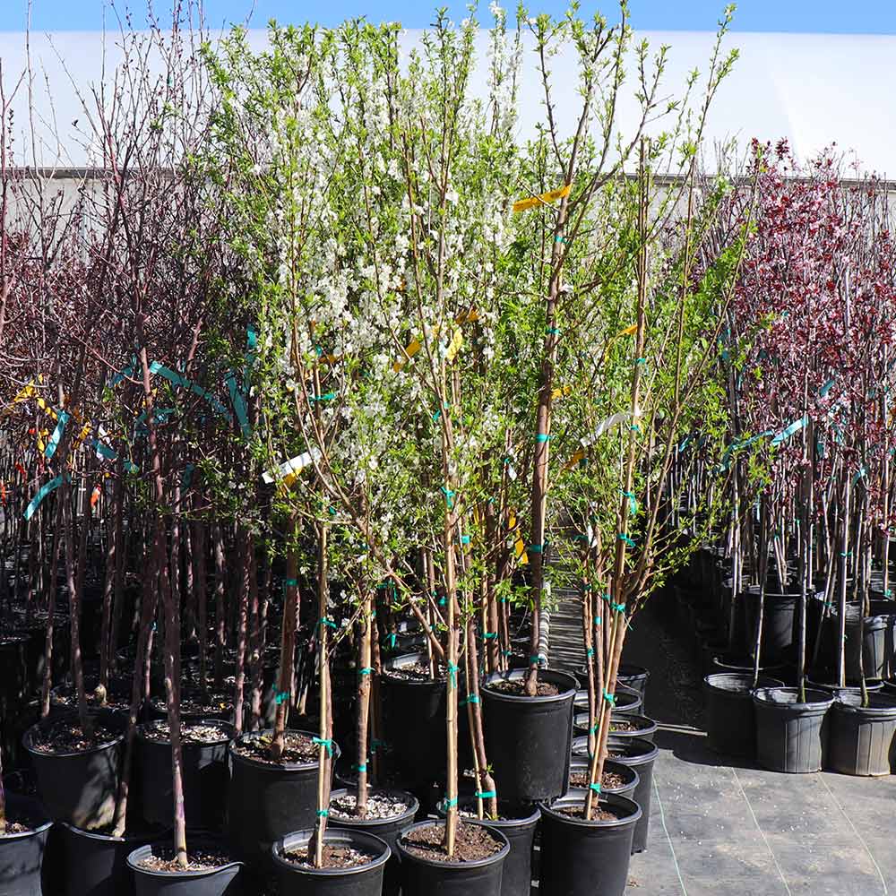 Methley Plum Tree - Image 8