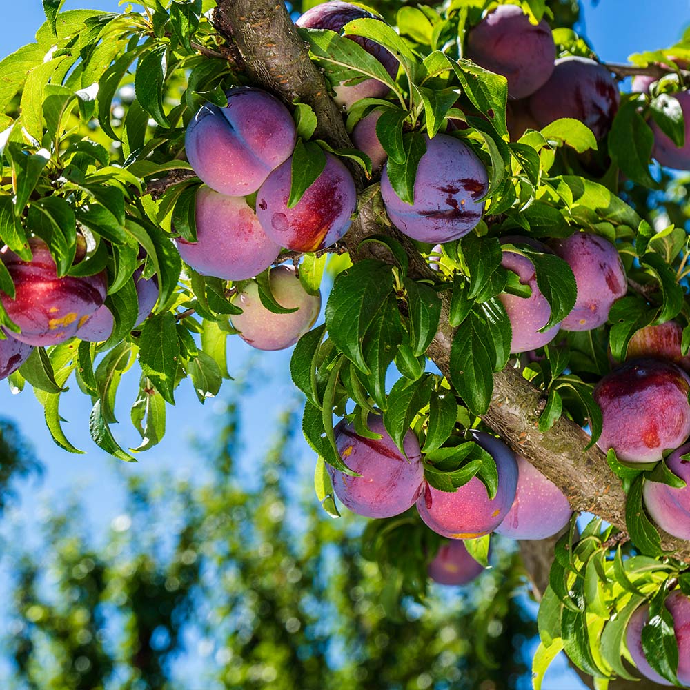Methley Plum Tree - Image 2
