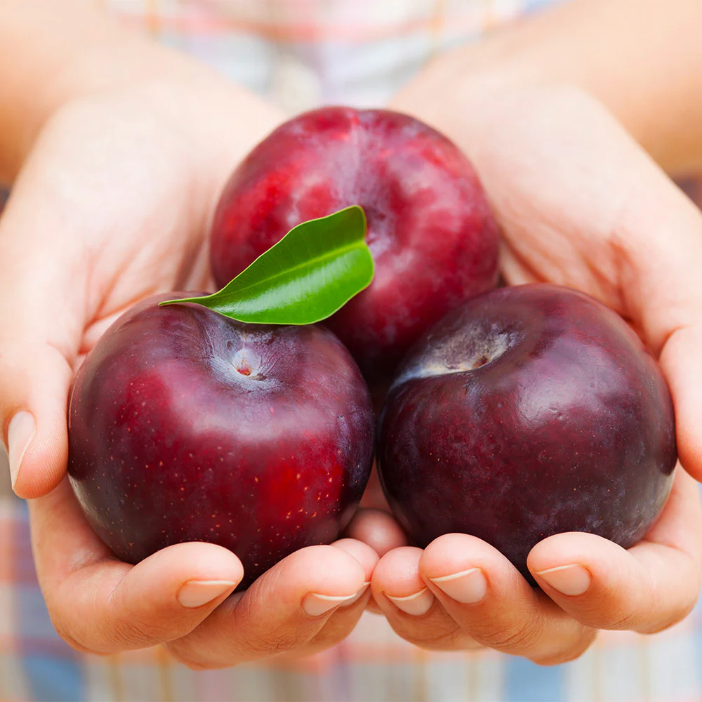 Methley Plum Tree - Image 4
