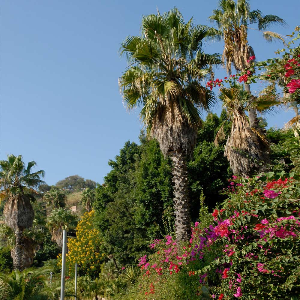 Mexican Fan Palm Tree - Image 3