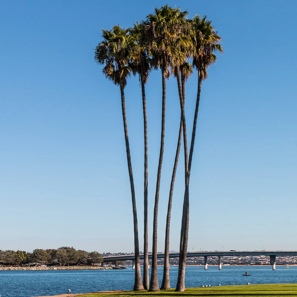 Mexican Fan Palm Tree - Image 4