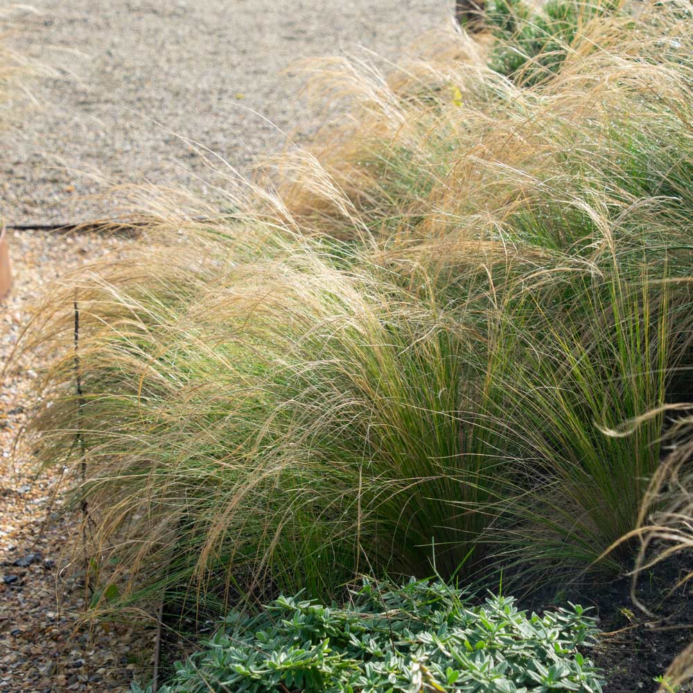 Mexican Feather Grass - Image 3