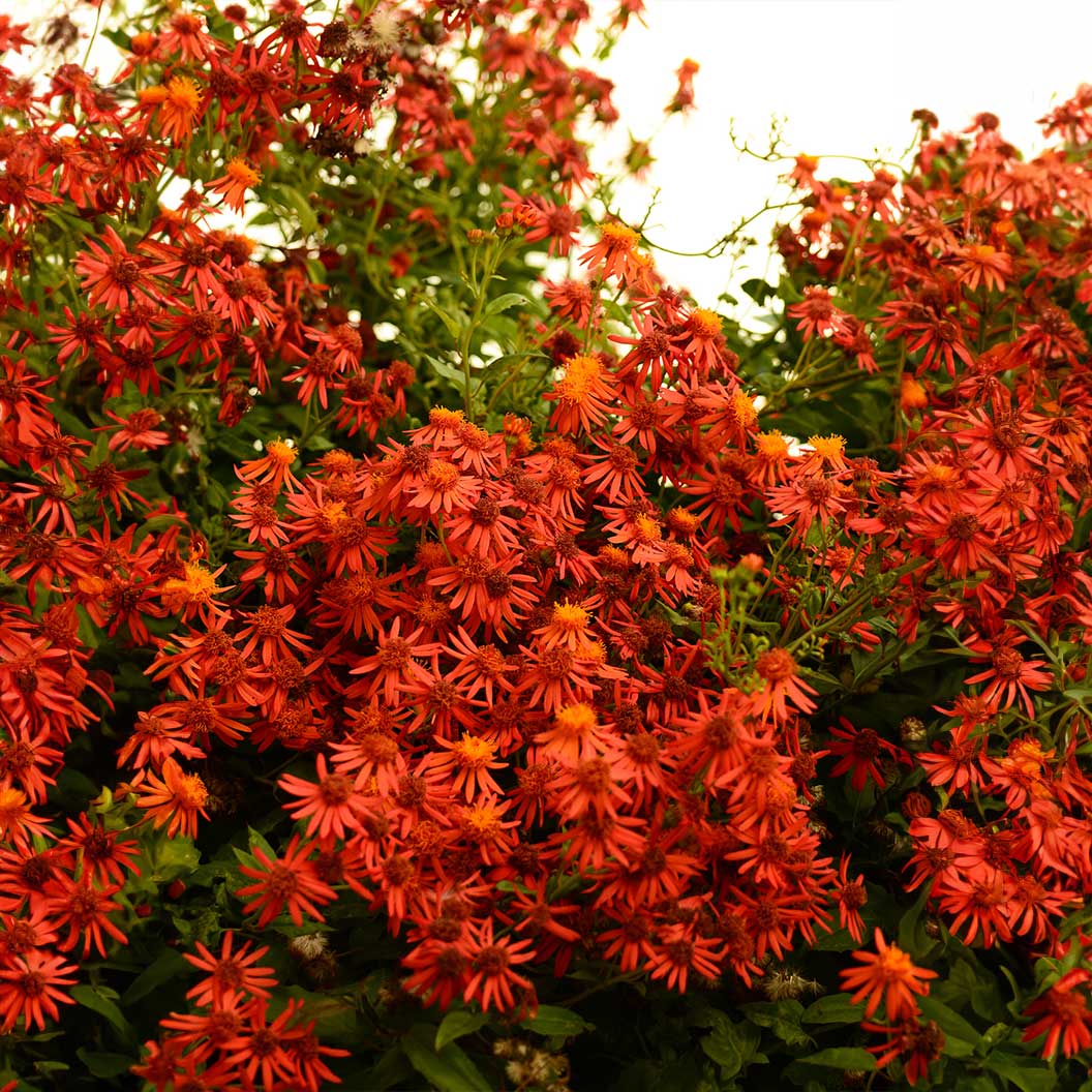 Mexican Flame Vine - Image 2