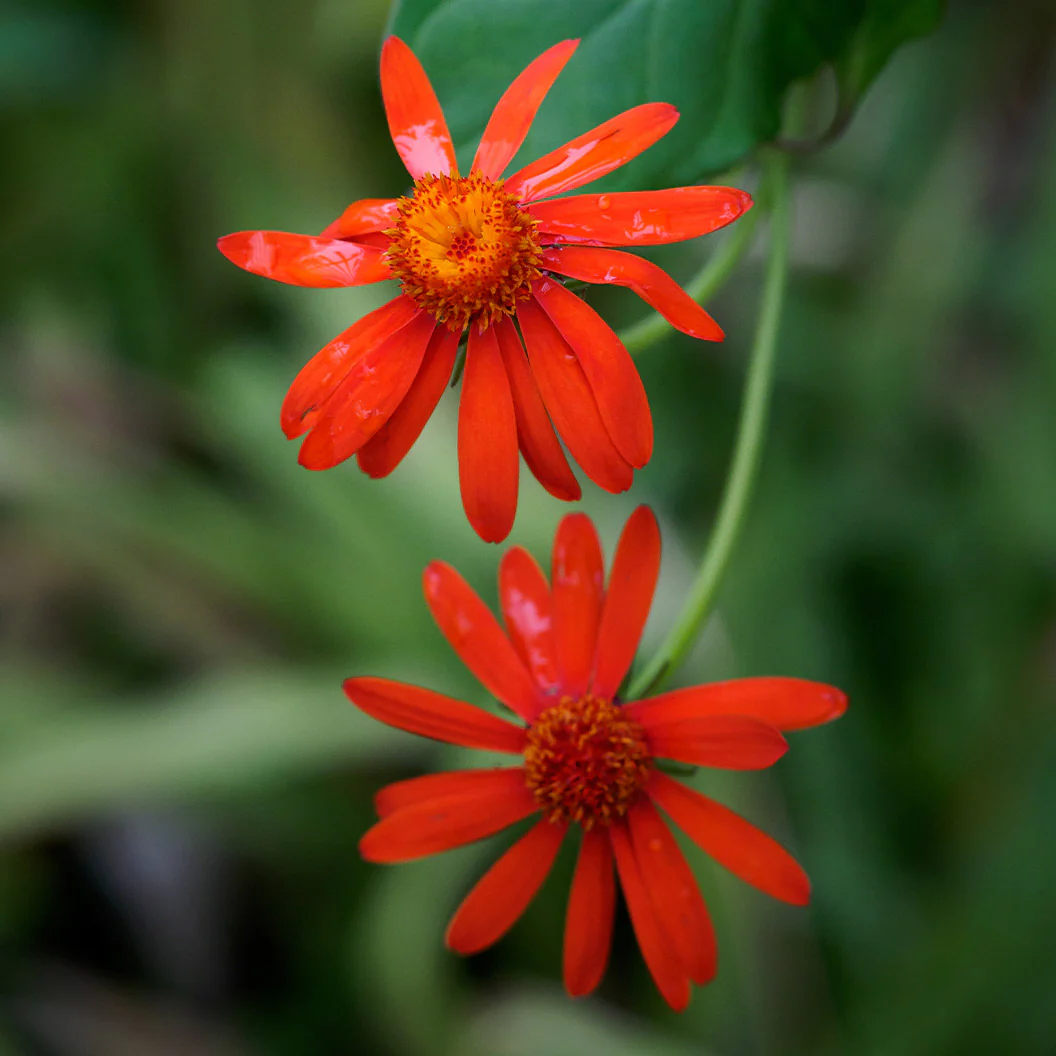 Mexican Flame Vine - Image 3