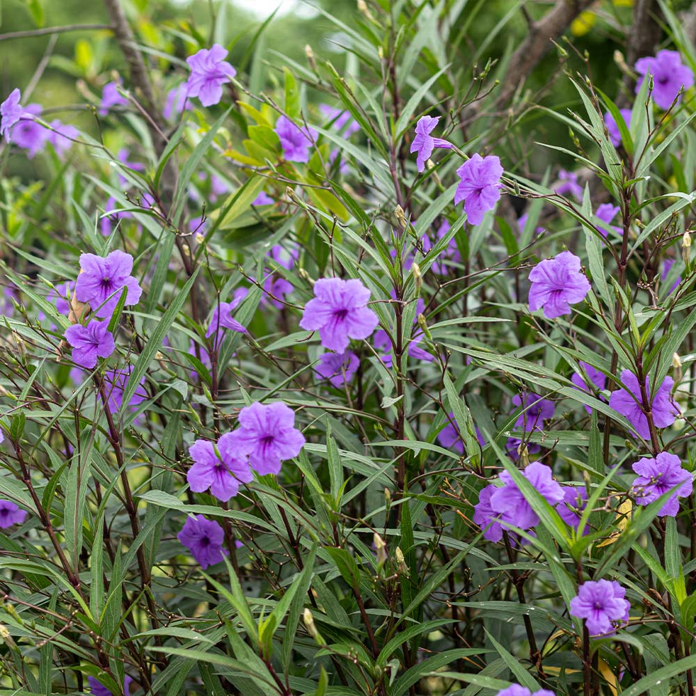 Mexican Petunia - Image 2