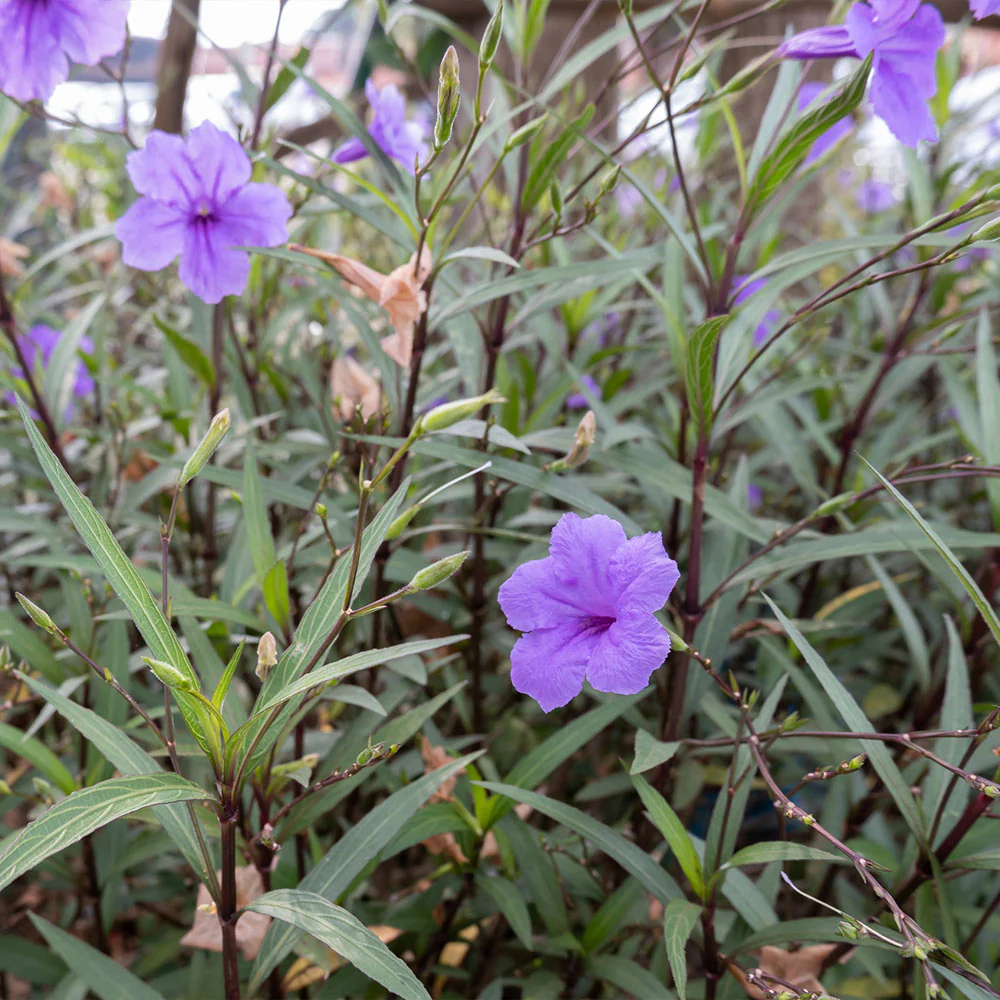 Mexican Petunia - Image 3